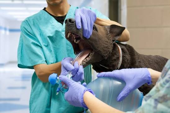 K9 Hero canine trauma simulator in a clinical setting